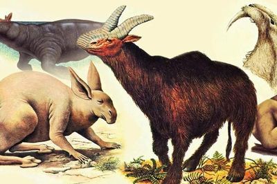 Sau 1 triệu năm nữa, động vật trên Trái Đất sẽ trông như thế nào?