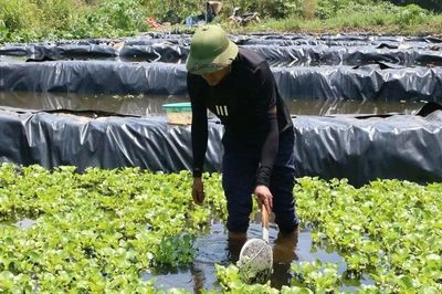 9X Nghệ An bỏ việc lương nghìn USD, nuôi ốc thu gần 300 triệu