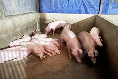 Giá heo hơi hôm nay 17/7: Đồng loạt chững giá, vùng giá dao động từ 62.000 - 67.000 đồng/kg