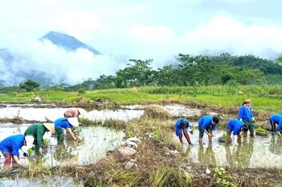 Tuổi trẻ Phú Thọ xuống đồng cấy lúa, tri ân gia đình chính sách