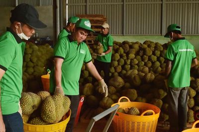 Giá sầu riêng giảm 30-50%, ngành hàng tỷ USD đối mặt áp lực mới