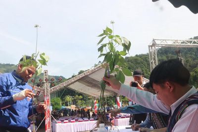 Đà Nẵng cam kết hoàn tiền nếu phát hiện tam thất giả danh sâm Ngọc Linh