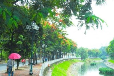 Hoa phượng nở rộ, tô thêm vẻ lãng mạn của Hà Nội