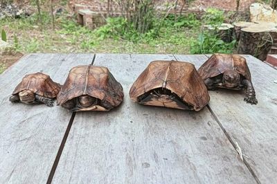 Ngăn chặn kịp thời vụ săn bắt 4 cá thể rùa Sa Nhân quý hiếm
