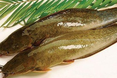 Loại cá có vẻ ngoài giản dị là cả một thế giới món ngon, rất giàu omega-3 và protein