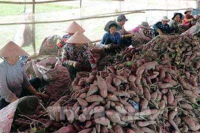 An Giang tìm lối thoát vòng luẩn quẩn 'được mùa mất giá'
