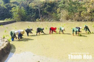 Mở rộng diện tích liên kết sản xuất lúa nếp vụ mùa
