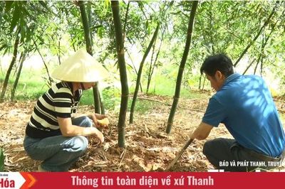 Từ măng xanh đến sinh kế bền vững