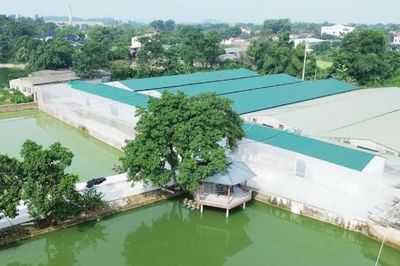 Chăn nuôi không tiếp xúc: 'Lá chắn' bảo vệ đàn vật nuôi