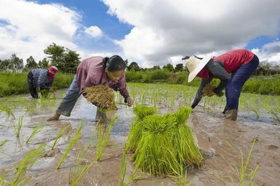 Khoảng 1/3 dân số thế giới không đủ khả năng chi trả chế độ ăn uống lành mạnh