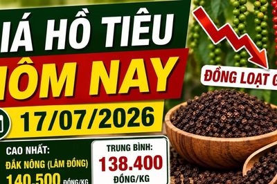 Giá hồ tiêu hôm nay 17/7: Đồng loạt giảm tới 1.000 đồng/kg