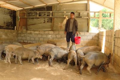 Bảo tồn nguồn gen lợn bản địa Vân Pa