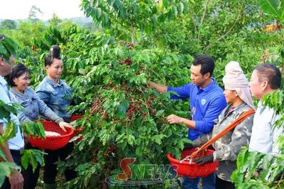 Đồng hành cùng hợp tác xã do phụ nữ làm chủ