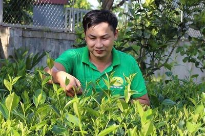 Hương quê lan tỏa trong từng búp chè