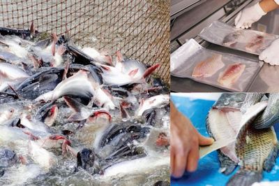Xuất khẩu cá tra, rô phi khởi sắc kéo lợi nhuận Nam Việt bứt phá