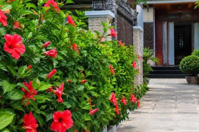 Có nên trồng hoa dâm bụt trước cửa nhà?