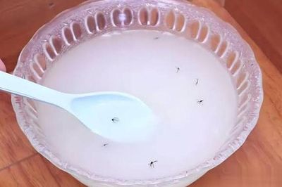 Đặt bát nước tự chế này ở góc tường: Nhà sạch bóng, không còn dấu vết một con muỗi