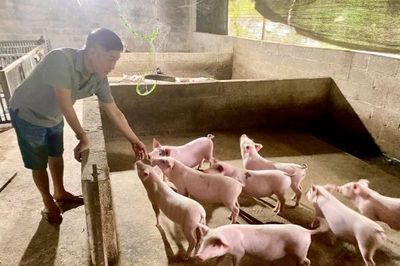 Vợ chồng người cựu chiến binh thu hàng trăm triệu đồng từ chăn nuôi lợn