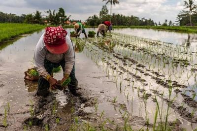 Siêu El Nino đe dọa sản lượng lúa Philippines, nguy cơ giảm tới 30%