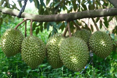 Vì sao cùng một loại nông sản nhưng giá bán chênh nhau cả chục lần?