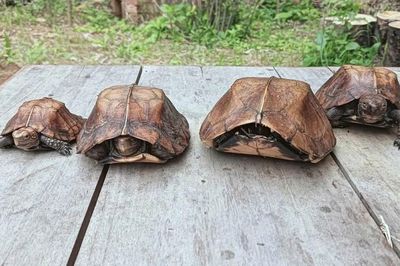 Phát hiện 4 cá thể rùa sa nhân quý hiếm trong ba lô người đàn ông đi rừng