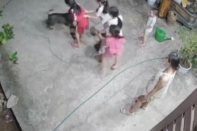 Hài hước khoảnh khắc 'khối nghỉ hè' trêu chó vui như Tết: Dân mạng cười ngất 'xin vé về tuổi thơ'