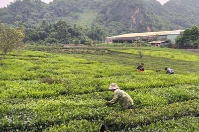 Tổ chức lại quy trình, hình thành chuỗi sản xuất bền vững