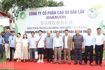 Rộn ràng cảnh tham quan, trải nghiệm vườn sầu riêng trước thềm Lễ hội Sầu riêng Đắk Lắk 2026