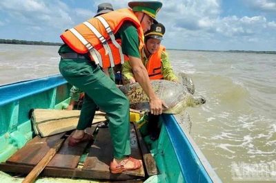 Thả cá thể rùa biển quý hiếm hơn 100kg về đại dương
