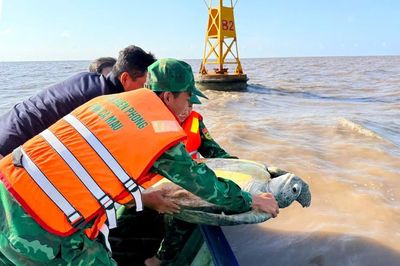 Đồn Biên phòng Đất Mũi thả cá thể vích quý hiếm về biển