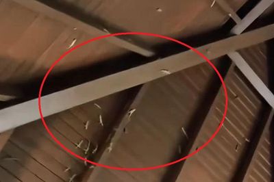 Đi vào nhà vệ sinh, người phụ nữ sốc nặng khi chứng kiến cảnh tượng 'nổi da gà'