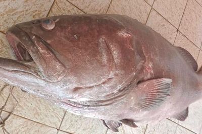 Ngư dân bắt được con cá mú khổng lồ nặng 120kg, giá 14,6 triệu đồng