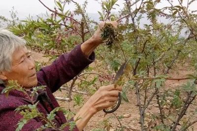 Loại cây ai cũng nghĩ chỉ lấy quả, hóa ra lá non mới là thứ 'hái ra tiền'