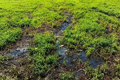 Rau màu bất ngờ cháy lá, vàng úa, nông dân Đồng Tháp mất ăn, mất ngủ