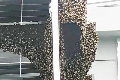 Phát hiện 'vị khách' khổng lồ dài hơn 1 mét trên nóc chung cư, người dân không dám mở cửa sổ