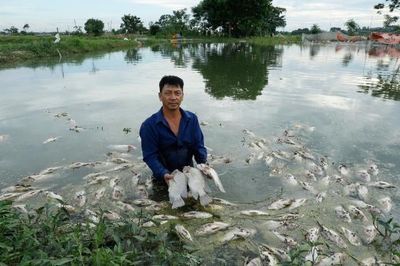 Bắc Ninh: Cá chết trắng ao, hộ nuôi thiệt hại khoảng 100 triệu đồng