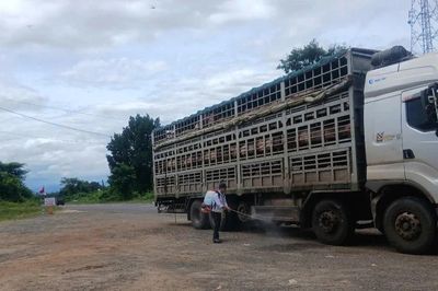 Gia Lai chủ động ngăn chặn nguy cơ vi rút lở mồm long móng chủng SAT1
