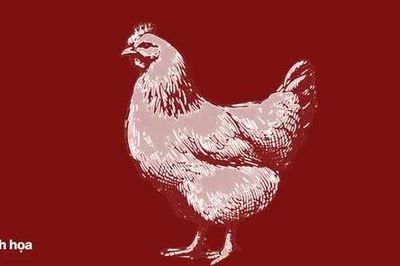 Cụ ông nguy kịch sau khi bị gà mổ vào chân