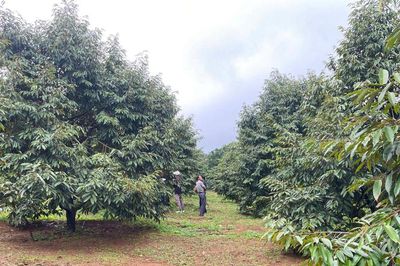 Lâm Đồng phát triển tài sản trí tuệ, nâng tầm giá trị nông sản