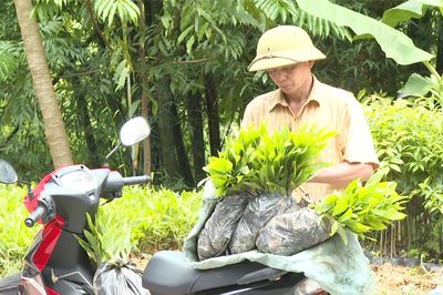 Cung ứng 110.000 cây giống phục vụ sản xuất