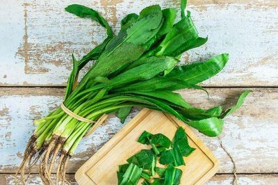 Xác định hàm lượng phenolic, flavonoid và saponin tổng số trong cây ngò gai (Eryngium foetidum L.)