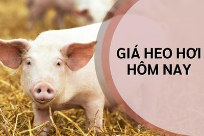 Ngày 18/7: Giá heo hơi lặng sóng ở cả 3 miền trên cả nước