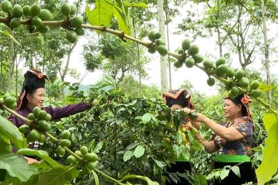 Muốn nông sản bứt phá, Điện Biên phải thoát vai trò bán nguyên liệu
