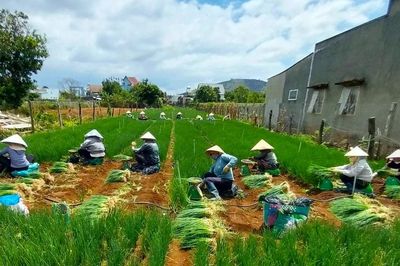 Vì sao rau Đà Lạt ngày càng khó cạnh tranh?