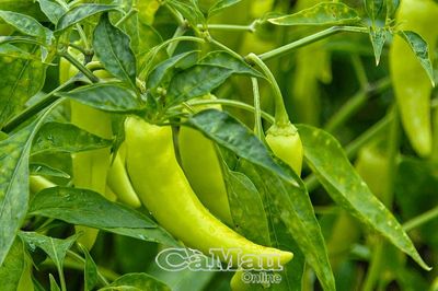 Nông dân Hiệp Thành trúng vụ ớt