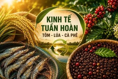 Kinh tế tuần hoàn kết nối chuỗi giá trị tôm - lúa - cà phê