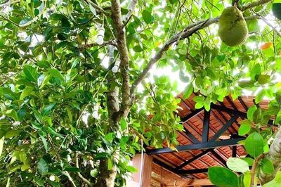 Cải tạo vườn tạp - màu xanh bắt đầu từ mỗi mái nhà