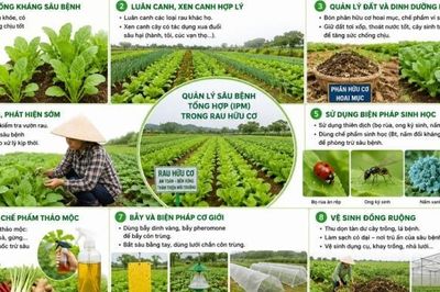 Một số biện pháp quản lý sâu bệnh tổng hợp trong sản xuất rau hữu cơ