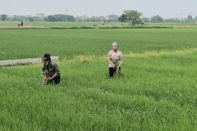 Xã Phú Xuyên: Tập trung chăm sóc, phòng trừ sâu bệnh gây hại cây lúa