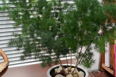 Cây tùng nho phong thủy, món quà ý nghĩa khơi thông tài vận, rước may mắn